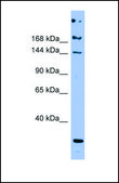 Anti-APOB antibody produced in rabbit affinity isolated antibody