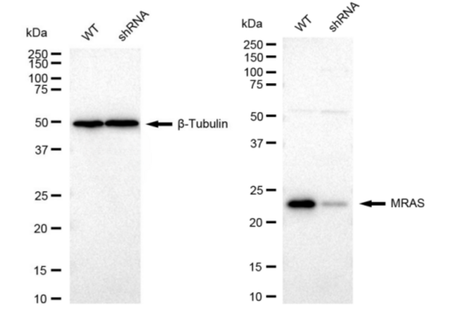 KD-Validated Anti MRAS Antibody, clone 23GB2150, Rabbit Monoclonal clone 23GB2150, recombinant rabbit monoclonal, expressed in HEK293 cells