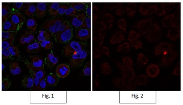 Anti-Active-&#946;-Catenin Antibody, clone 8E7, Alexa Fluor&#8482; 555 clone 8E7, from mouse, ALEXA FLUOR&#8482; 555