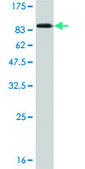 Monoclonal Anti-HDAC1 antibody produced in mouse clone 3E1, purified immunoglobulin, buffered aqueous solution