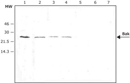 Anti-Bak antibody produced in rabbit IgG fraction of antiserum, buffered aqueous solution