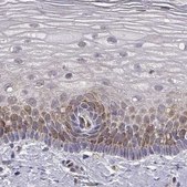 Anti-HSP90AB1 antibody produced in rabbit Prestige Antibodies&#174; Powered by Atlas Antibodies, affinity isolated antibody