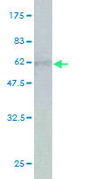Monoclonal Anti-CA1 antibody produced in mouse clone M2, purified immunoglobulin, buffered aqueous solution