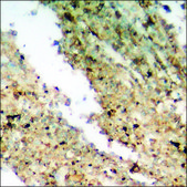 Anti-phospho-Smad3 (pSer204) antibody produced in rabbit affinity isolated antibody