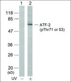 Anti-phospho-ATF2 (pThr71 or pThr53) antibody produced in rabbit affinity isolated antibody