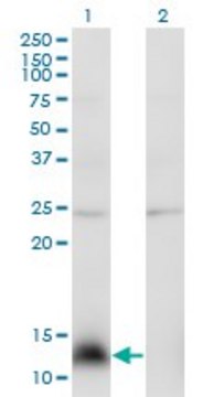 Monoclonal Anti-NPY antibody produced in mouse clone 3B5, purified immunoglobulin, buffered aqueous solution