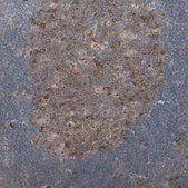 Anti-RPL23 antibody produced in rabbit affinity isolated antibody, buffered aqueous glycerol solution