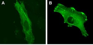 LentiBrite &#945;-actinin-GFP Lentiviral Biosensor