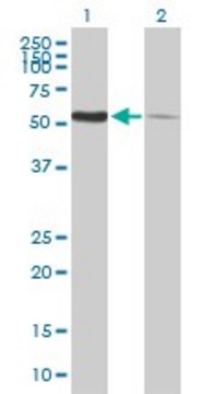 Anti-PDIA3 antibody produced in mouse purified immunoglobulin, buffered aqueous solution