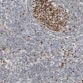 Anti-CUX1 antibody produced in rabbit Prestige Antibodies&#174; Powered by Atlas Antibodies, affinity isolated antibody, buffered aqueous glycerol solution