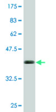 Monoclonal Anti-BST2, (C-terminal) antibody produced in mouse clone 3H4, purified immunoglobulin, buffered aqueous solution