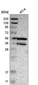 Anti-PPP3CB antibody produced in rabbit Prestige Antibodies&#174; Powered by Atlas Antibodies, affinity isolated antibody