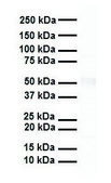 Anti-RARA antibody produced in rabbit affinity isolated antibody