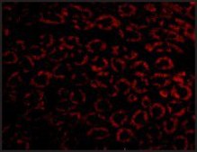 Anti-Nephrin antibody produced in rabbit affinity isolated antibody, buffered aqueous solution