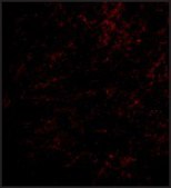 Anti-Nhe-1 (ab2) antibody produced in rabbit affinity isolated antibody, buffered aqueous solution