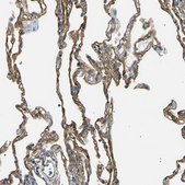 Anti-SPTBN1 antibody produced in rabbit Prestige Antibodies&#174; Powered by Atlas Antibodies, affinity isolated antibody, buffered aqueous glycerol solution