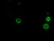 Anti-Mouse IgG (Fc specific)–FITC antibody produced in goat affinity isolated antibody, buffered aqueous solution