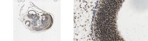Anti-phospho Smad1/Smad5/Smad8 (Ser463/465) from rabbit, purified by affinity chromatography