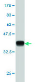 Monoclonal Anti-SFPQ antibody produced in mouse clone 6D7, purified immunoglobulin, buffered aqueous solution