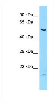 Anti-LIPC antibody produced in rabbit affinity isolated antibody