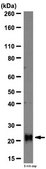 Anti-Interleukin-18 (IL-18) Antibody from rabbit, purified by affinity chromatography