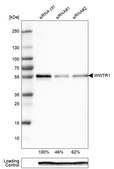 Monoclonal Anti-WWTR1 antibody produced in mouse Prestige Antibodies&#174; Powered by Atlas Antibodies, clone CL0371, purified immunoglobulin, buffered aqueous glycerol solution