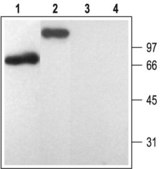 Anti-Purinergic Receptor P2Y1 antibody produced in rabbit affinity isolated antibody, lyophilized powder