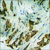 Anti-phospho-IL-8R &#946;/CDw128 &#946; (pSer347) antibody produced in rabbit affinity isolated antibody