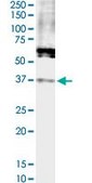 Monoclonal Anti-FPRL1 antibody produced in mouse clone 2D8, purified immunoglobulin, buffered aqueous solution