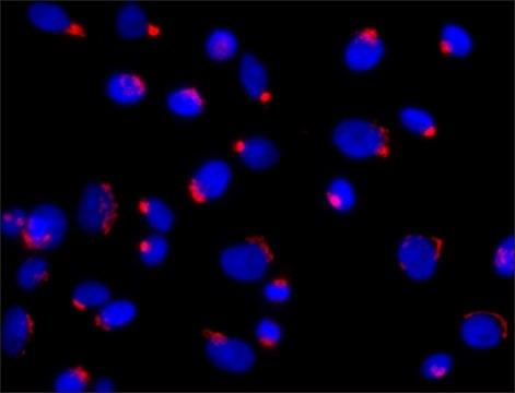 Anti-Golph3 (N-terminal) antibody produced in rabbit ~1.0&#160;mg/mL, affinity isolated antibody