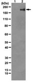 Anti-phospho STAT6 (Tyr641) Antibody, clone 19E2.1 clone 19E2.1, from mouse
