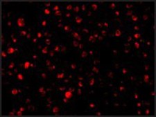 Anti-Bit1 antibody produced in rabbit affinity isolated antibody, buffered aqueous solution