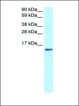 Anti-FABP7 antibody produced in rabbit IgG fraction of antiserum