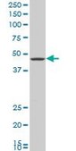 Monoclonal Anti-GNAI2 antibody produced in mouse clone 3G11, purified immunoglobulin, buffered aqueous solution