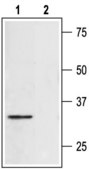 Anti-Syntaxin 4 antibody produced in rabbit affinity isolated antibody, lyophilized powder