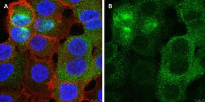 Anti-PVR (CD155) Antibody, clone 4B3 ZooMAb&#174; Rabbit Monoclonal recombinant, expressed in HEK 293 cells