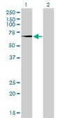 Monoclonal Anti-TGM2 antibody produced in mouse clone 2F4, purified immunoglobulin, buffered aqueous solution