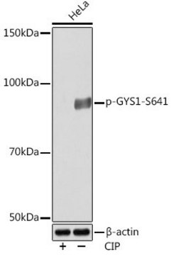 Anti-Phospho-GYS1-S641 antibody produced in rabbit