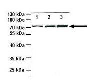 Anti-HSPA1A antibody produced in rabbit affinity isolated antibody