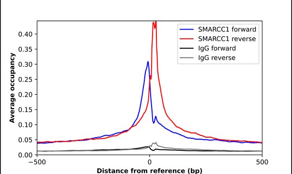 Anti-SMARCC1 antibody produced in rabbit Prestige Antibodies&#174; Powered by Atlas Antibodies, affinity isolated antibody, buffered aqueous glycerol solution