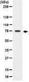 Anti-SHP-1/2 Antibody, clone NL213, rabbit monoclonal culture supernatant, clone NL213, Upstate&#174;