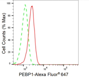 KD-Validated Anti PBP Antibody, clone 24GB860, Rabbit Monoclonal clone 24GB860, recombinant rabbit monoclonal, expressed in HEK293 cells
