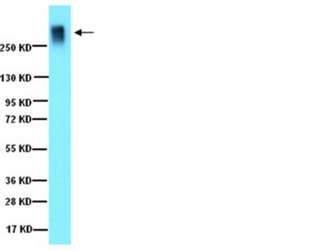 Anti-Aggrecan Antibody Chemicon&#174;, from rabbit