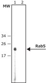 Anti-Rab5 antibody produced in rabbit ~1&#160;mg/mL, affinity isolated antibody, buffered aqueous solution