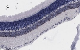 Anti-Brn3a Antibody, clone 4L5, ZooMAb&#174; Rabbit Monoclonal recombinant, expressed in HEK 293 cells