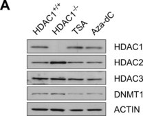 Anti-HDAC2 Antibody, clone 3F3 clone 3F3, Upstate&#174;, from mouse
