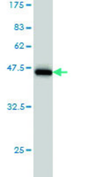 Monoclonal Anti-PBP antibody produced in mouse clone M2, purified immunoglobulin, buffered aqueous solution