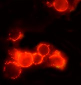Anti-Mouse IgG (whole molecule)&#8722;TRITC antibody produced in rabbit IgG fraction of antiserum, buffered aqueous solution