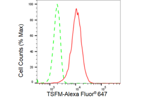 KD-Validated Anti TSFM Antibody, clone 23GB4710, Rabbit Monoclonal clone 23GB4710, recombinant rabbit monoclonal, expressed in HEK293 cells