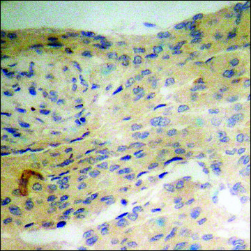 Anti-phospho-SHP-2 (pTyr542) antibody produced in rabbit affinity isolated antibody